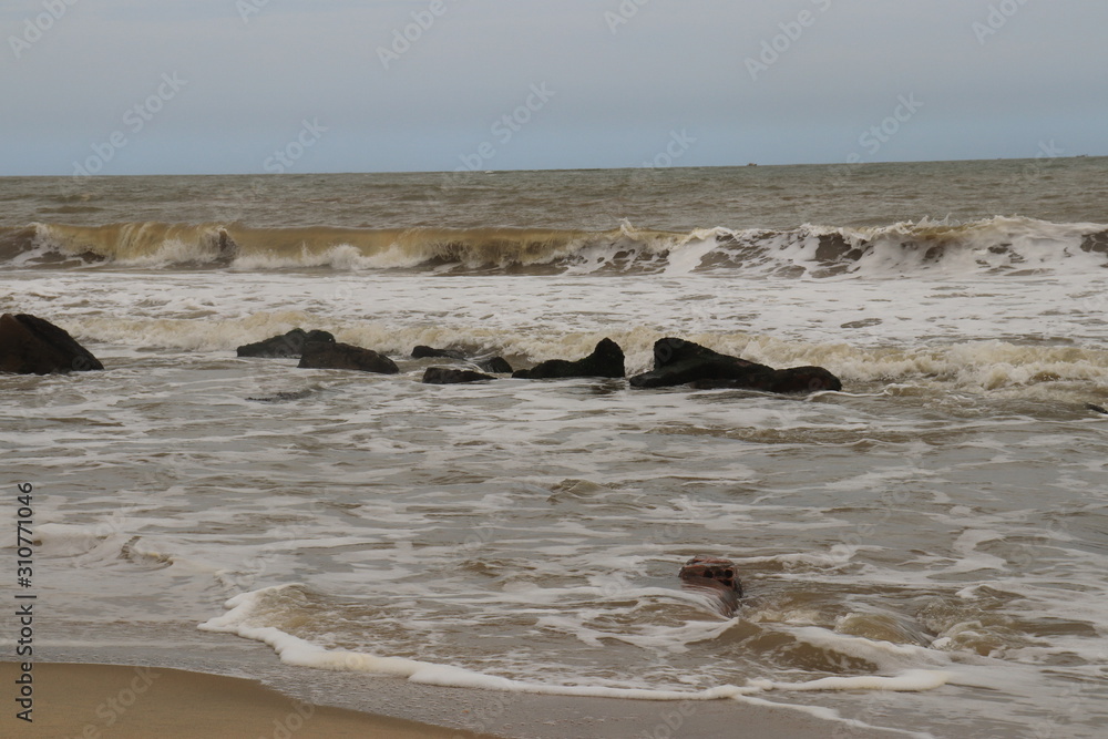 Obraz premium driftwood on the beach