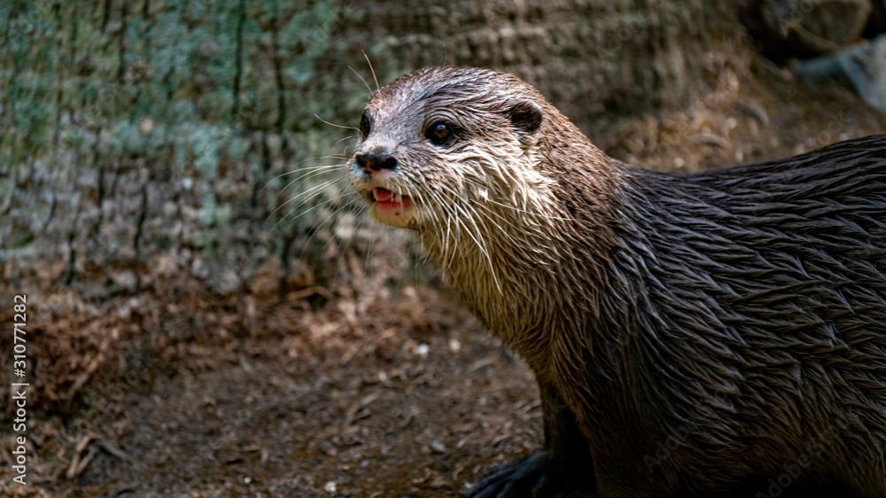 Otter looking to left of frame Otter looking to left of frame