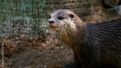 Otter looking to left of frame