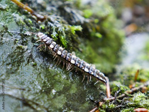 centipede on mossy rock