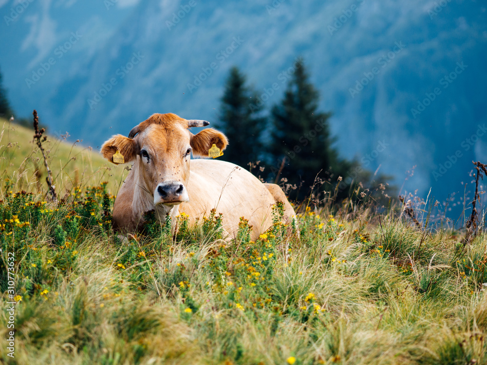 cow in meadow in the mountains