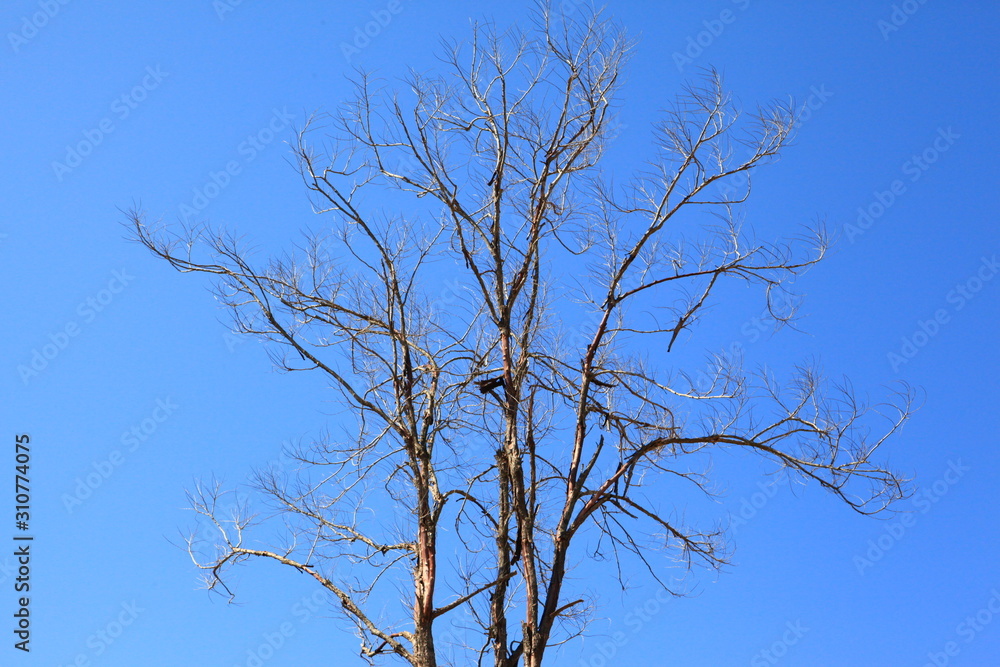 Tree silhouette isolated on blue Tree silhouette isolated on blue