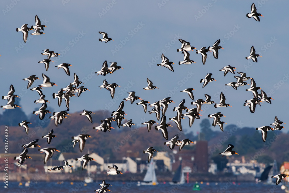 Fototapeta premium Eurasian Oystercatcher flying over sea at daytime. Their Latin name are Haematopus ostralegus.