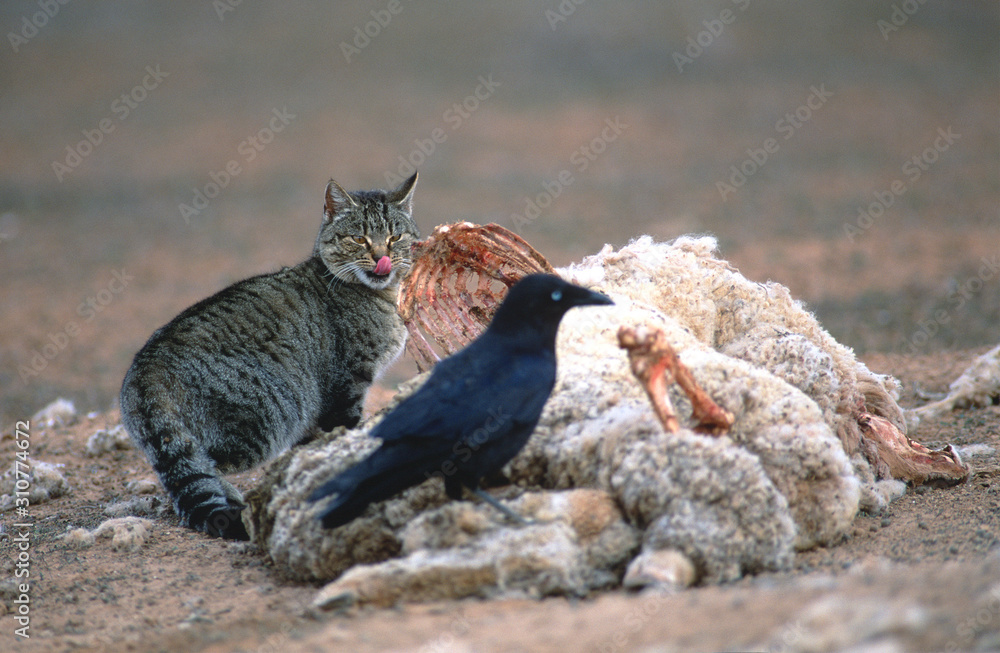 Naklejka premium Feral wild cat feeding on a road kill in the outback of Australia.