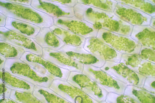 Plant cell under the microscope view for education. photo