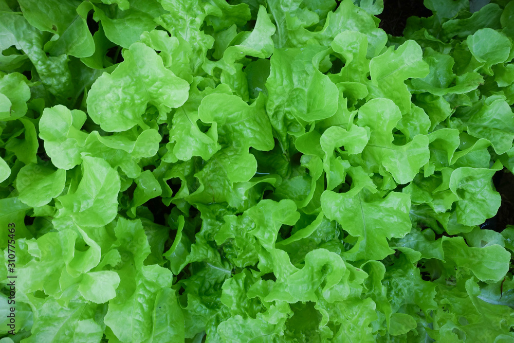 Leafy Green Lettuce Garden Background Texture Leafy Green Lettuce Garden Background Texture