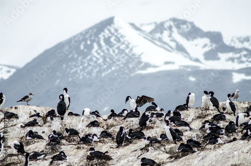 penguins in antarctica