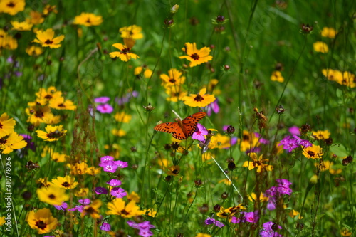Orange Butterfly Flying Above Yellow And Purple Flowers 