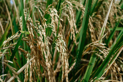 Rice in field under sun
