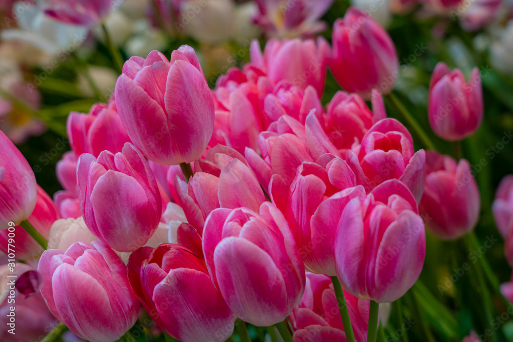 Fototapeta premium Close-up of pink tulips in a field of pink tulips. Selective focus 