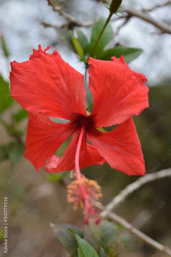 Fototapeta premium flor