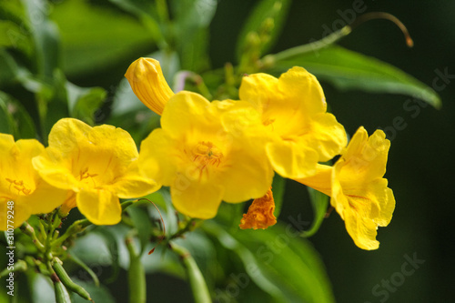 Flor amarilla © Alfredo Rocha