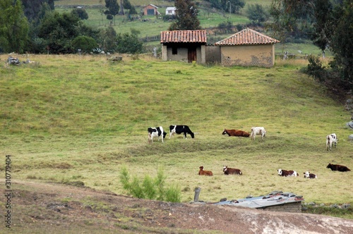 las vacas pastan photo