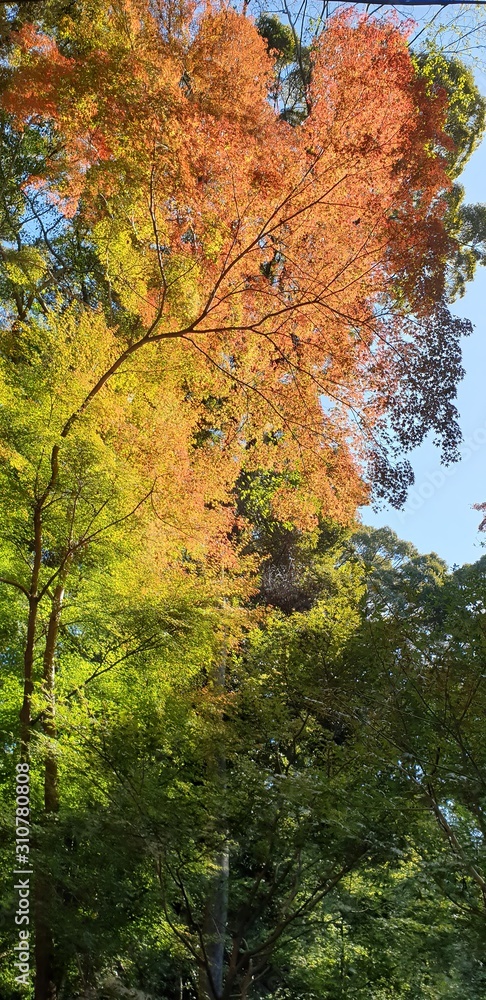 Kyoto/Japan - November 2019 :  Spectacular views of Kiyomizu-dera temple