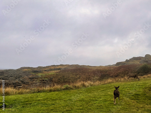 Small deer eating grass by the ocean