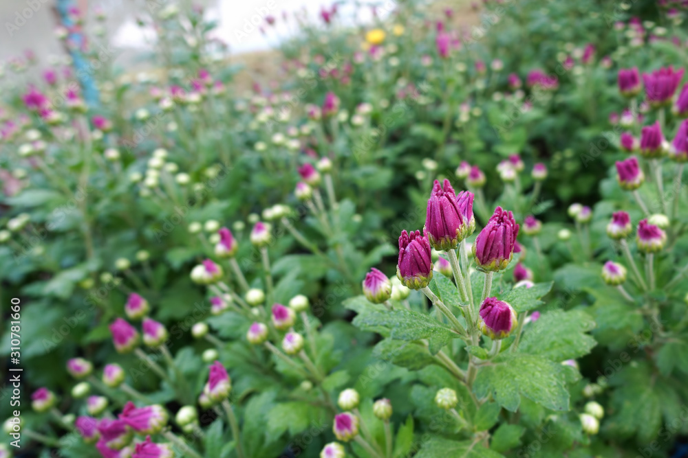 Flower garden, winter flower in Thailand, beautiful flower.