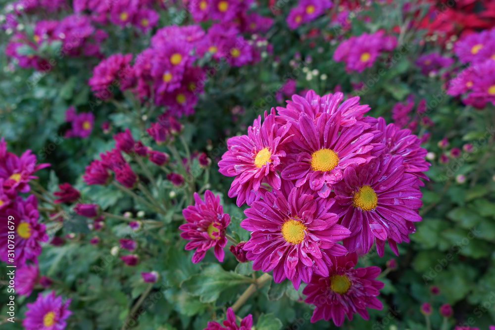pink and yellow flowers pink and yellow flowers