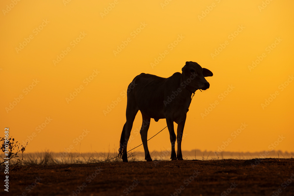 Cute calf silhouette against sunset background, cow in Thai countryside Cute calf silhouette against sunset background, cow in Thai countryside