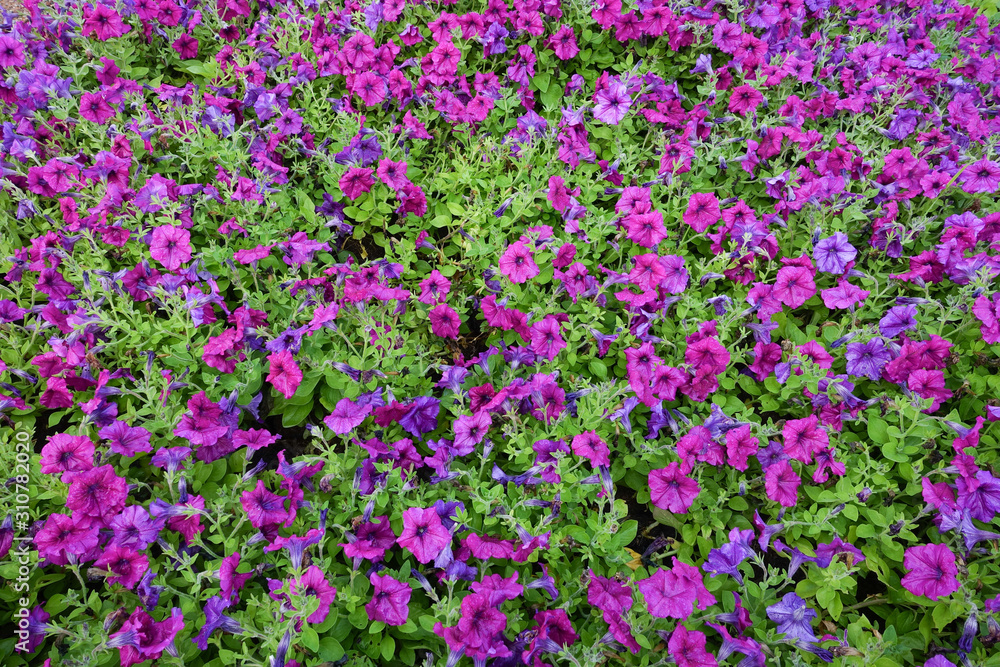 Flower garden, winter flower in Thailand, beautiful flower. Flower garden, winter flower in Thailand, beautiful flower.
