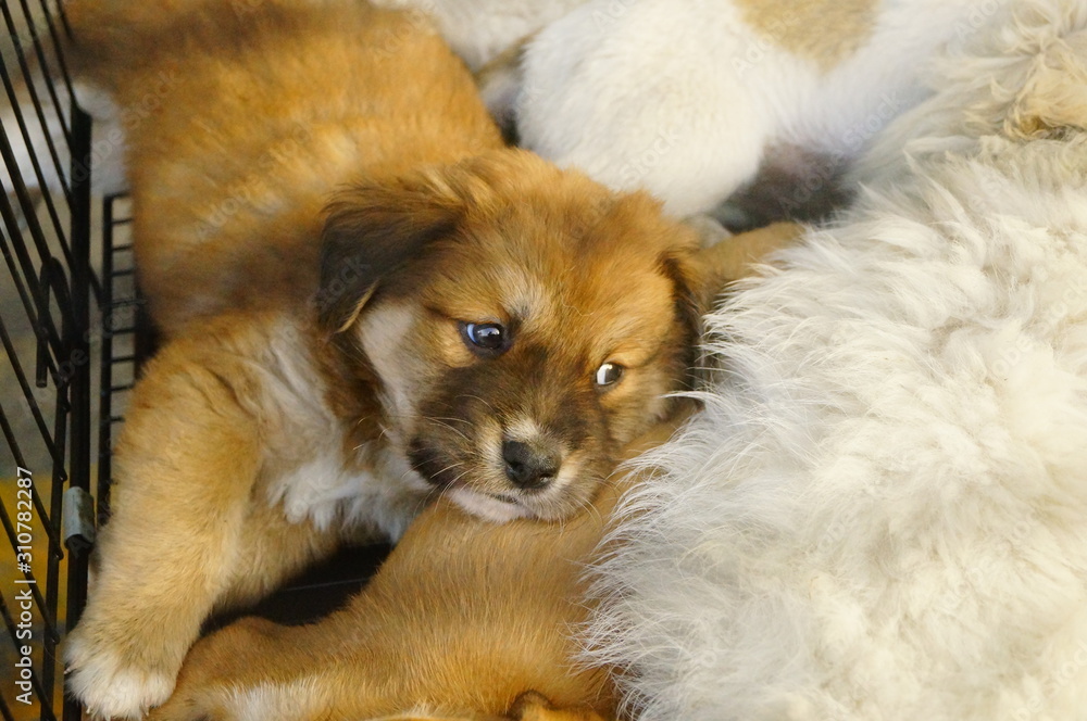 Obraz premium Pet dog or sleeping