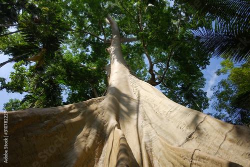 300 years old giant bee tree was found in the betel nut forest , Ban Rai ,Uthaithani. Most of tourists have to visit and taking pictures with this  S photo