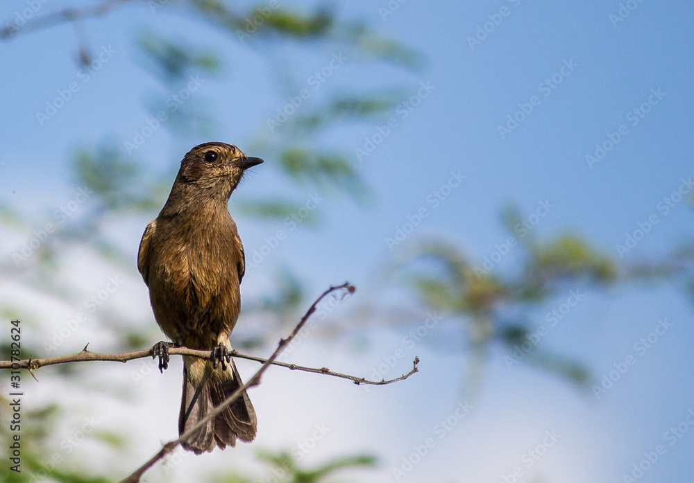 Portrait of a Bird Portrait of a Bird