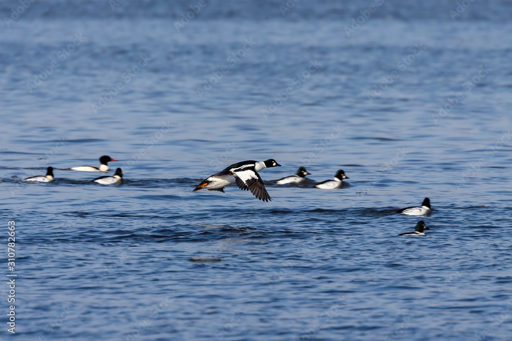 The common goldeneye (Bucephala clangula). large flocks of these ducks pull during early winter from north to south each year The common goldeneye (Bucephala clangula). large flocks of these ducks pull during early winter from north to south each year