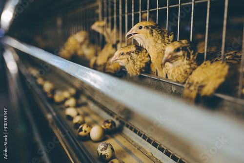 Fotografia quail bird farm egg cage organic animal poultry