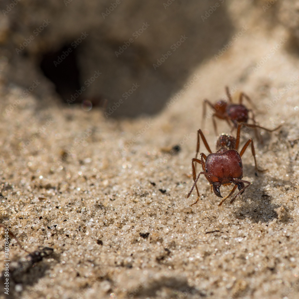 Florida Harvester Ant (Pogonomyrmex badius)
