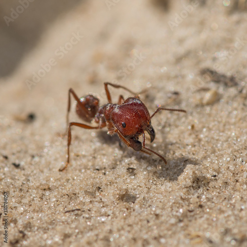 Florida Harvester Ant (Pogonomyrmex badius) © MichaelL