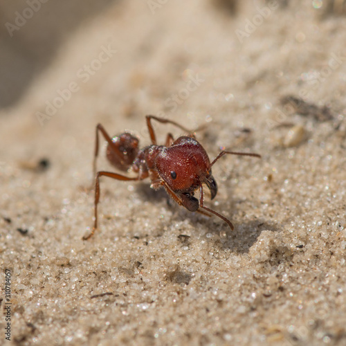 Florida Harvester Ant (Pogonomyrmex badius)