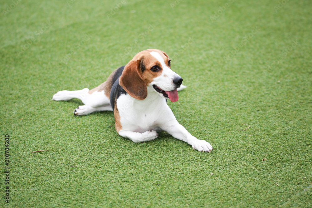 Happy puppies in a private playground Happy puppies in a private playground