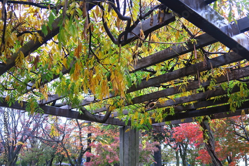 雨の日の晩秋の公園の藤棚風景