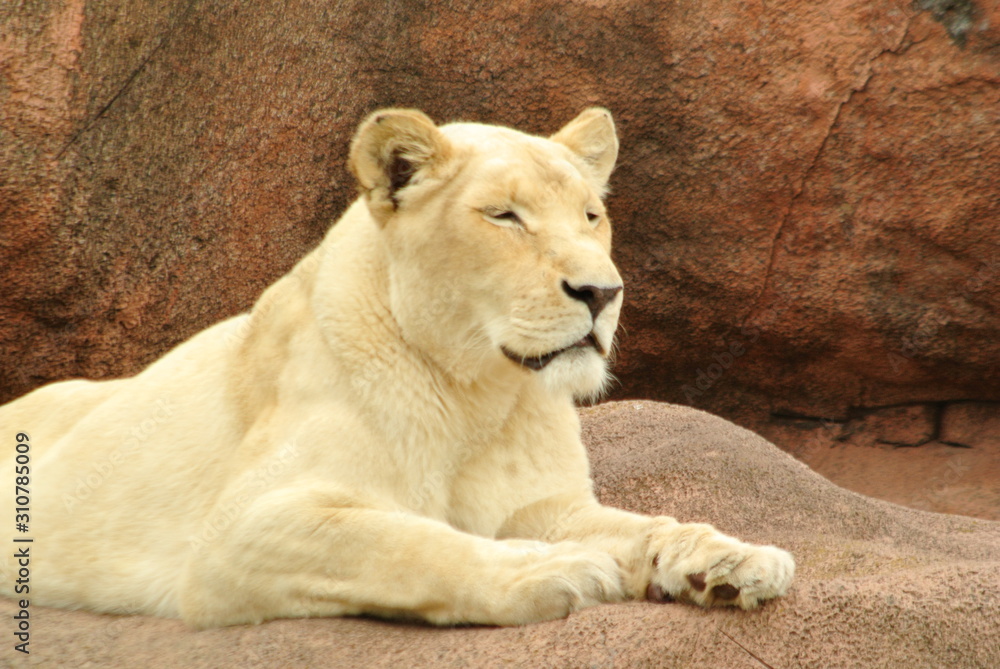 South African Lions in the Zoo in Canada South African Lions in the Zoo in Canada