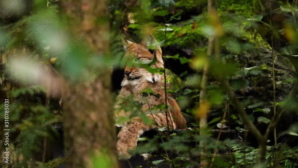 Static shot of a bobcat looking around in a Scandinavian forest - Lynx lynx Static shot of a bobcat looking around in a Scandinavian forest - Lynx lynx