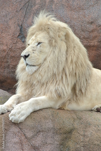 South African Lions in the Zoo in Canada