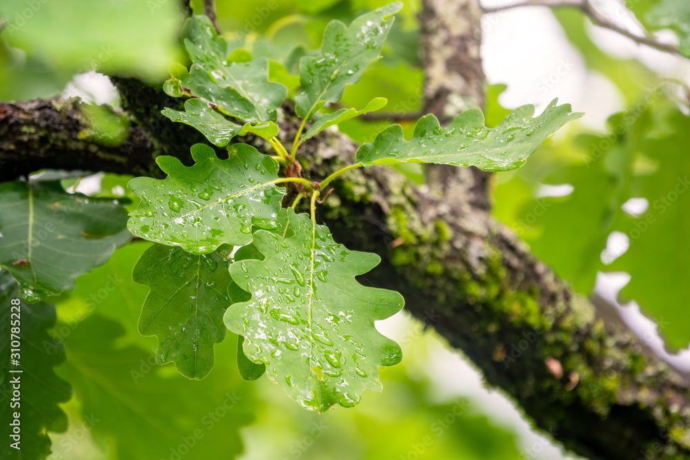 Green oak leaves with drops of water after rain Green oak leaves with drops of water after rain