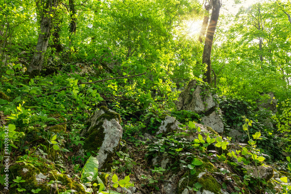 Sun through trees overgrown with moss in dense rainforest Sun through trees overgrown with moss in dense rainforest