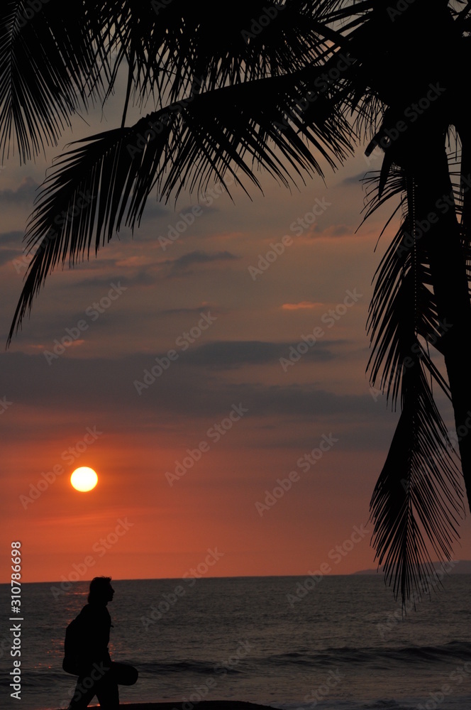 Tropical Palm Sun Sunset