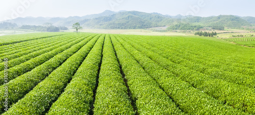 tea plantation panorama