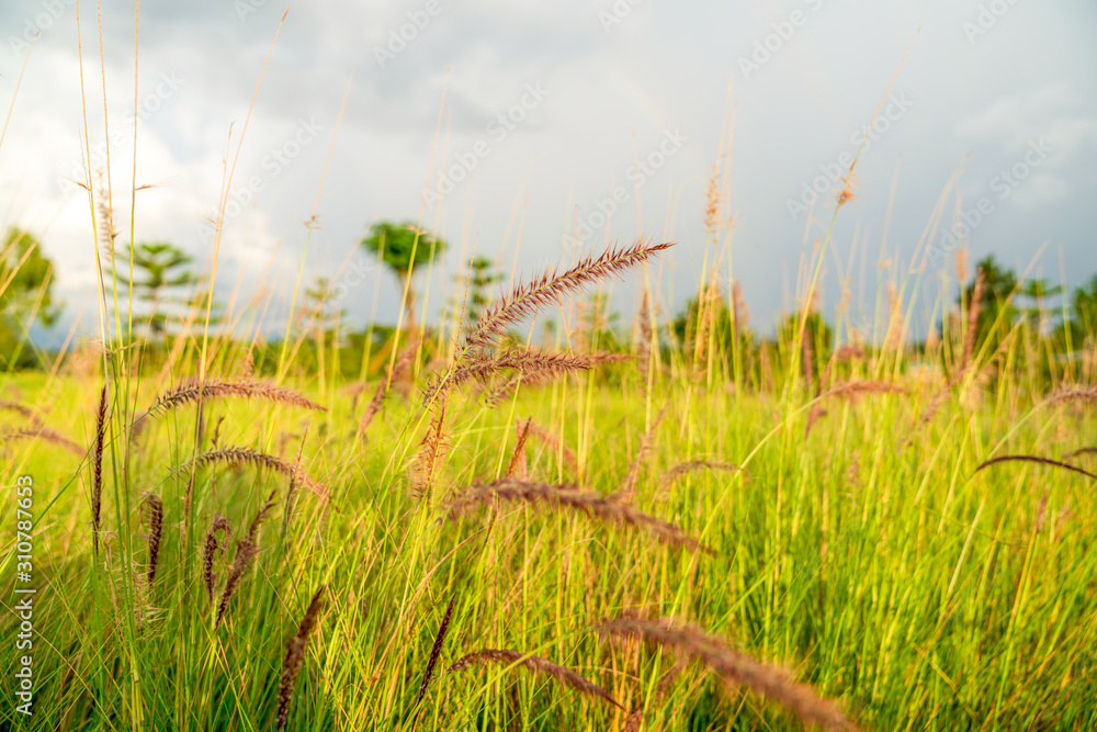 Beautiful golden grasses background blue sky clouds green garden sunrise  sunset sun shine silhouette light idea travelling backpacker guiding  backpacking camping campfire hiking relaxing resting