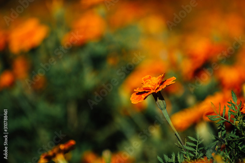 French Marigold Flower In The Garden, Beautiful French Marigold Flower With Sunlight On The Garden Background, Orange French Marigold Flower, Tagetes patula