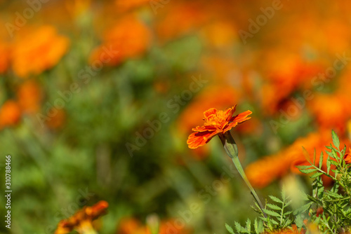 French Marigold Flower In The Garden, Beautiful French Marigold Flower With Sunlight On The Garden Background, Orange French Marigold Flower, Tagetes patula
