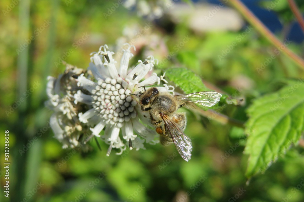 Bee on white melanthera flower in Florida nature, closeup Bee on white melanthera flower in Florida nature, closeup