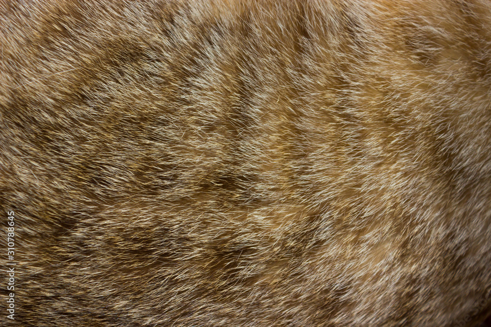 Cat fur close up background texture. Brown abstract stripes.