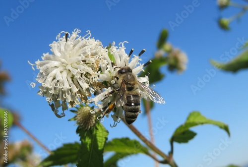 Bee on white Melanthera nivea flowers on blue sky in Florida nature, closeup photo