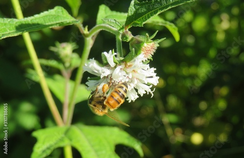 Bee on melanthera flower in Florida nature, closeup photo