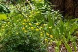 Buttercup yellow rununculus flowers in a bush