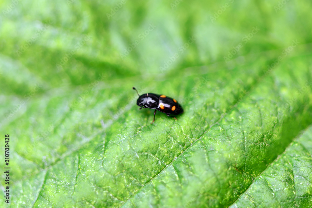 Beetle shiny with black shell and yellow specks sitting on a green leaf. Macro horizontal photography. Beetle shiny with black shell and yellow specks sitting on a green leaf. Macro horizontal photography.