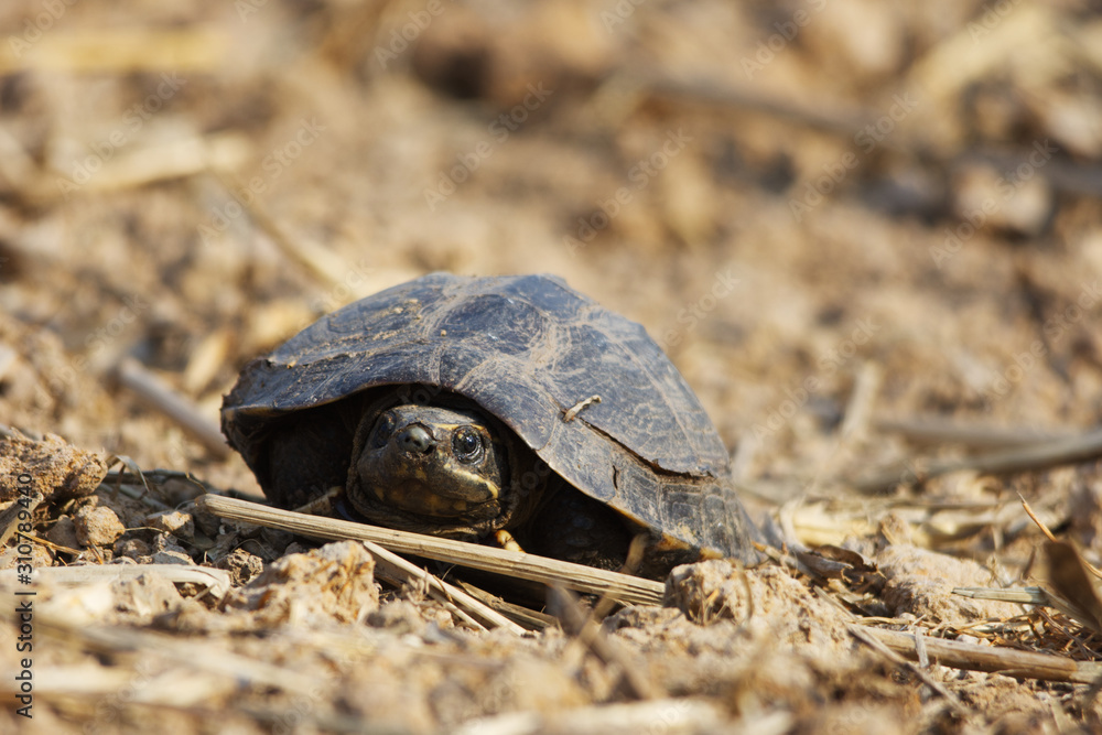 Obraz premium Small asia Turtle on drying ground , arid land make turtle seeking for water area.